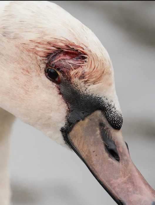 close up of swan injury