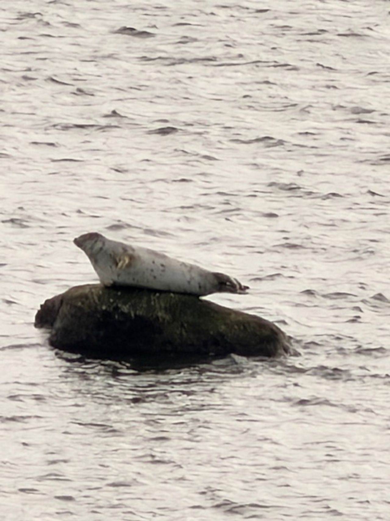 Tottenville seal
