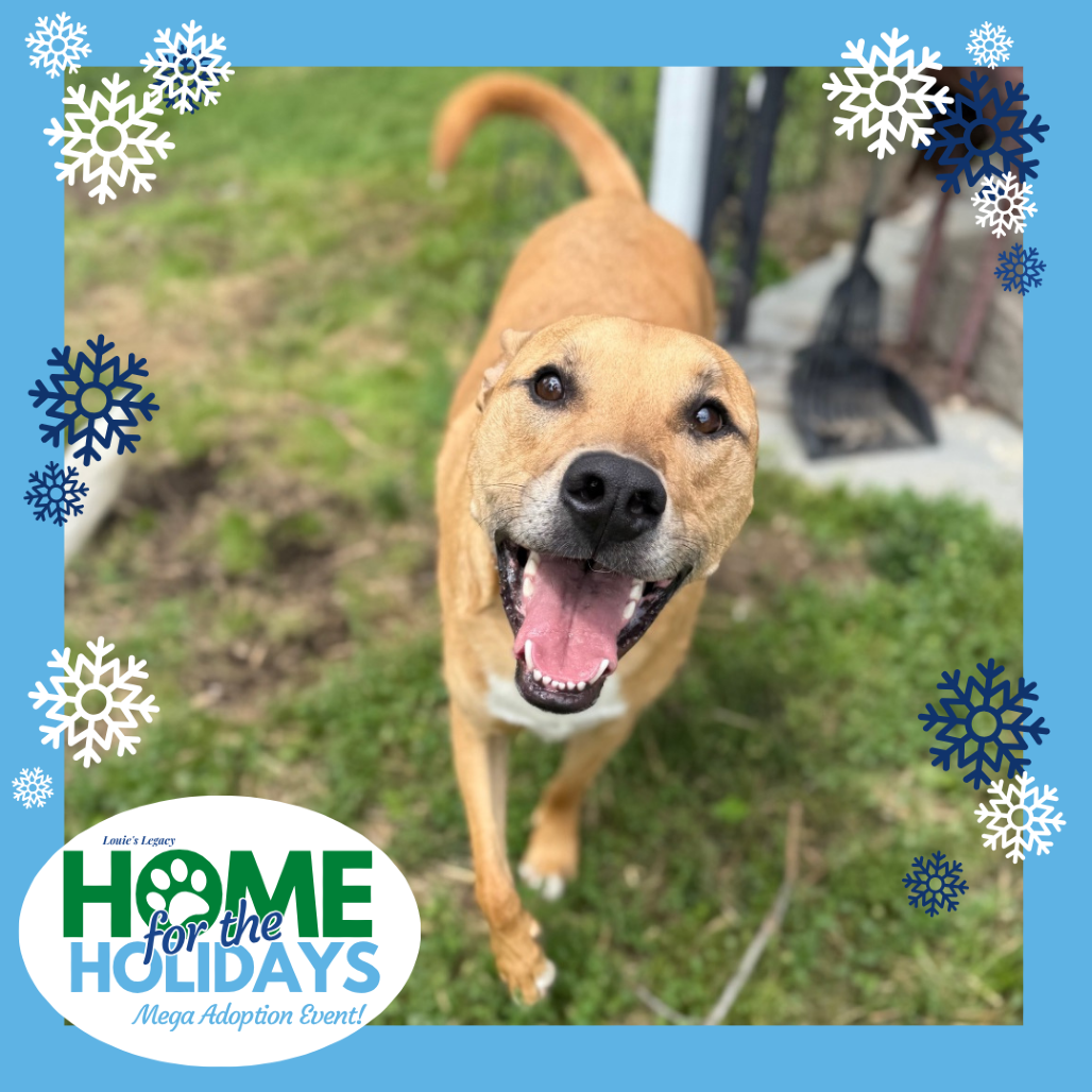 Come meet me and 100+ of my adoptable friends at Louie's Legacy Animal Rescue's MEGA adoption event, Home for the Holidays! Saturday, December 13th, 2025 at Paradise Island in Staten Island from 11am - 3pm!

Between Dec, 1st-15th, part of my adoption fee is sponsored! Thanks to the Bissell Pet Foundation's Empty the Shelters campaign, my new family can take me home for $70!

Meet Mowgli! This lovable 2.5-year-old Staffordshire Terrier/Australian Shepherd mix weighs approximately 90 pounds and is ready to find his forever home!

Mowgli’s superpowers include being completely housebroken and crate trained—no accidents here! He gets along well with both dogs and cats, though he may bark at new dog friends at first. With a little time, he warms right up! He’s also easily redirected and responds well to “no” and “leave it”, making him highly trainable. In fact, Mowgli already knows a few commands and is eager to learn more—especially if treats are involved! He loves playing with toys and, of course, enjoys a frozen peanut butter Kong.

With high energy levels, Mowgli would thrive in a suburban home with a fenced-in yard where he can run and play freely. He’d also love an active family to play catch with him and keep him engaged.

Despite his playful side, Mowgli is also a sweet snuggle bug who loves attention and praise. He makes friends daily and, with a little guidance and a lot of love, will be an amazing companion. Are you ready to bring Mowgli home?

Mowgli is currently being fostered in Ewing, NJ. His adoption fee is $425.

To adopt this animal, please visit https://www.louieslegacy.org/adopt (Courtesy/Louie’sLegacy)