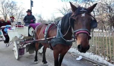 NYC horse carriage owners reject city-approved veterinarian and some testing. Here's why.