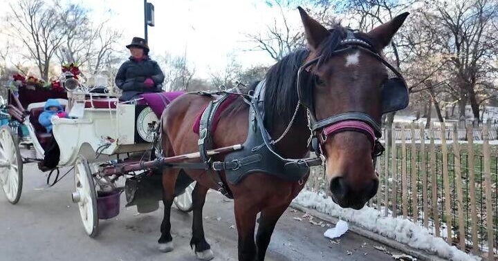 NYC horse carriage owners reject city-approved veterinarian and some testing. Here's why.