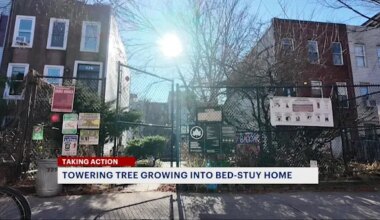 'It could collapse.' Bed-Stuy homeowner warns city-linked tree is damaging her home