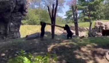 Bears at Queens zoo figure out how to use a branch as a see-saw