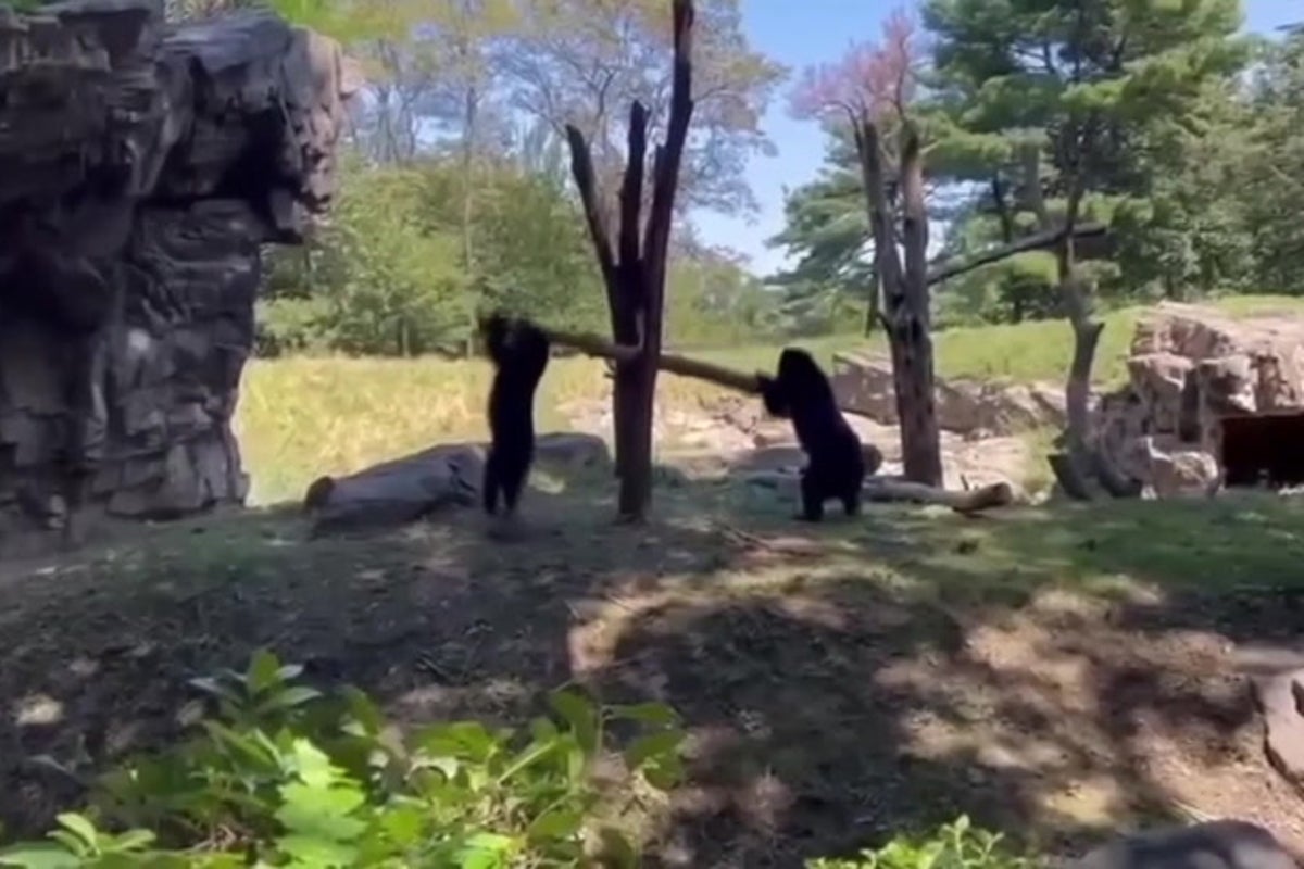 Bears at Queens zoo figure out how to use a branch as a see-saw