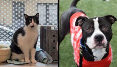 Bonsai and Spike searching for their 'fur-ever' homes