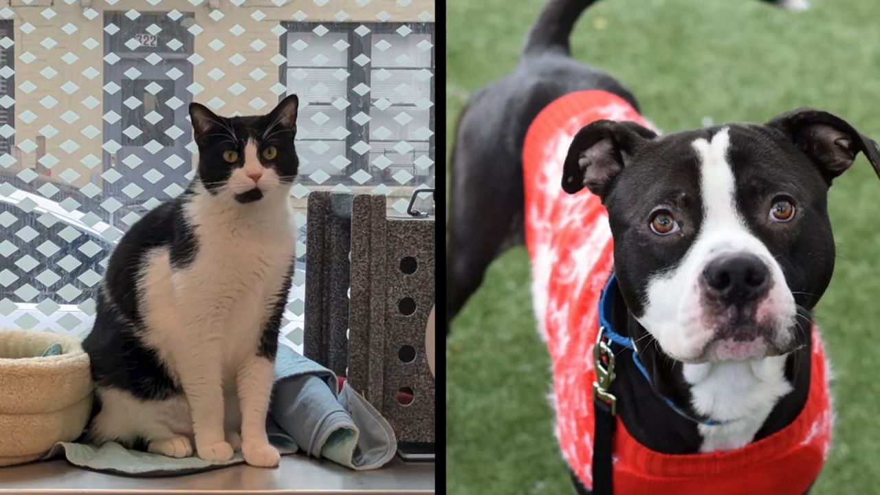 Bonsai and Spike searching for their 'fur-ever' homes