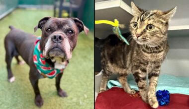 Orbot, left, and Nina, right. (Courtesy of Animal Care Centers of NYC)