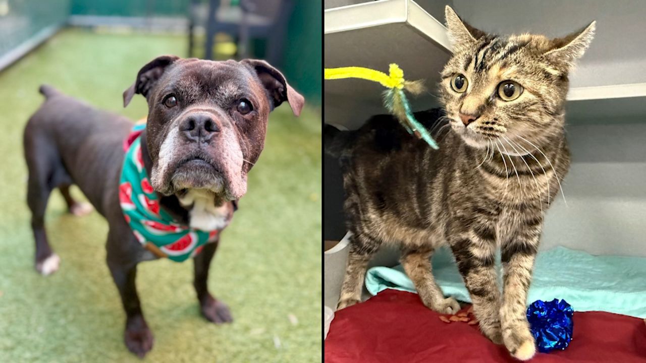 Orbot, left, and Nina, right. (Courtesy of Animal Care Centers of NYC)