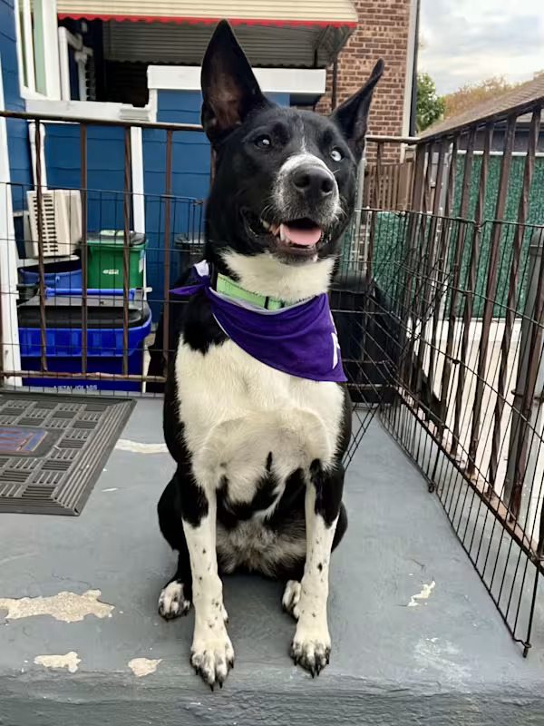 Meet Star — a true showstopper inside and out!

This gorgeous 2-year-old, 50 lb Husky/Border Collie mix turns heads wherever she goes. With her striking black-and-white coat and stunning bi-colored eyes, Star is as beautiful as she is loving. But what really makes her shine is her sweet, affectionate personality — she’s a total lovebug who just wants to be close to her people.

Star adores attention and isn’t shy about asking for it — she’ll happily try to climb into your lap for snuggles or gently wedge herself in if you’re giving love to another pet. She’s playful and enjoys a good game of tug-of-war or chase with her dog friends, though she’s also happy to relax nearby once playtime’s over. She loves squeaky toys (even if they don’t last long!) and is very food-motivated — the perfect combo for training. She’s house-trained and gets along great with both dogs and cats.

While she’s wonderfully well-mannered. She doesn’t guard food or toys, though, and has an even, gentle temperament. She does bark occasionally, but not excessively, and she’s still working on walking nicely on a leash.


Star can be a little sensitive to sudden movements, so she’ll do best in a home that offers patience, reassurance, and love. Once she feels safe, her loyal, affectionate nature shines through completely.

Star is the perfect mix of playful and cuddly, confident and gentle. She’ll thrive in a home where she can be part of the action — whether that’s running around the yard, going for adventures, or snuggling up for movie night. With her loving heart and soulful eyes, she’s ready to be someone’s shining star.

If you would like to adopt this dog, please email rescue@pupstarzrescue.org or visit www.pupstarzrescue.org for an application!

www.pupstarzrescue.org
Please Follow us on Instagram: @pupstarzrescue
Like us on FaceBook! www.facebook.com/PupStarzRescue

PupStarz rescue cannot guarantee the breed, size, temperament or age of any dog.

(Courtesy/PupStarz)