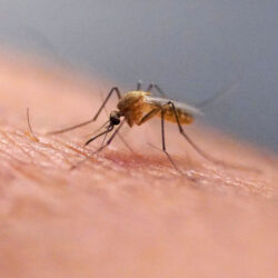A mosquito feeds at the Salt Lake City Mosquito Abatement District on July 26, 2023, in Salt Lake City. AP Photo/Rick Bowmer, File