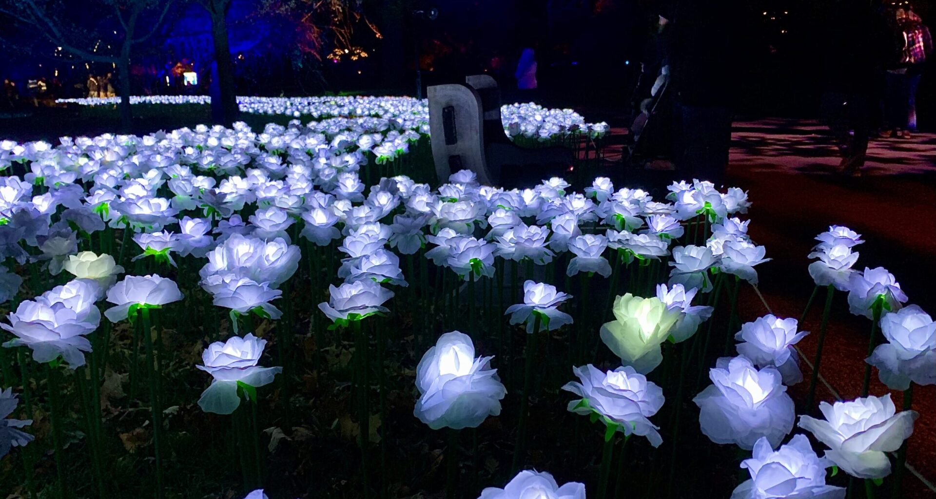 A rose garden made of light. Photo: Mary Frost, Brooklyn Eagle