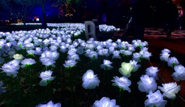 A rose garden made of light. Photo: Mary Frost, Brooklyn Eagle