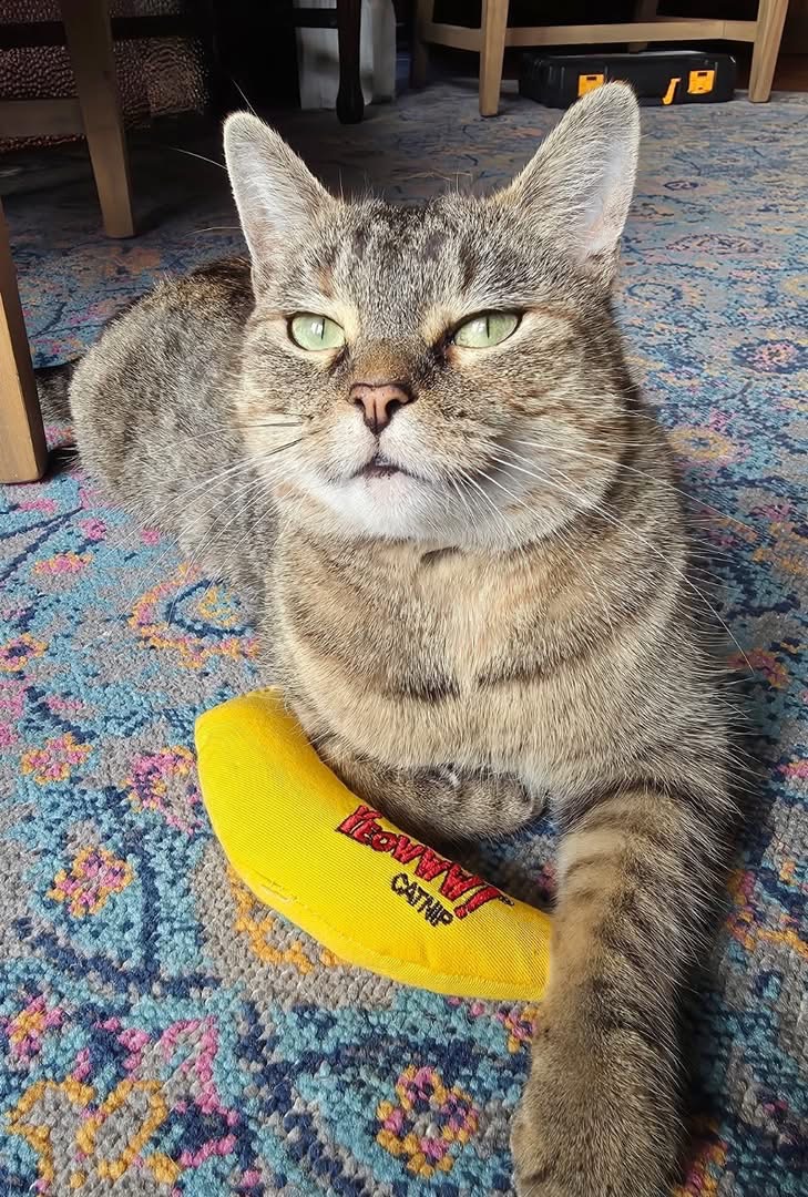 Meet Martha, a vibrant and charming 5-year-old Tabby cat, who is ready to bring joy and happiness into her forever home. With her affectionate and outgoing personality, Martha instantly connects with everyone she meets. 

Martha is not a shy cat. She has a unique blend of playful and laid-back traits, enjoying both lively playtime with her catnip toy and relaxing on the couch. 
Martha's love for fuzzy blankets and gentle nature make her an ideal addition to any family. 

This amazing girl is spayed, microchipped, up-to-date on vaccinations, and FIV/FELV negative. 
If you're interested in welcoming Martha into your life, please submit an online application

https://www.statenislandhopeanimalrescue.org/applications (Courtesy/StatenIslandHopeRescue)