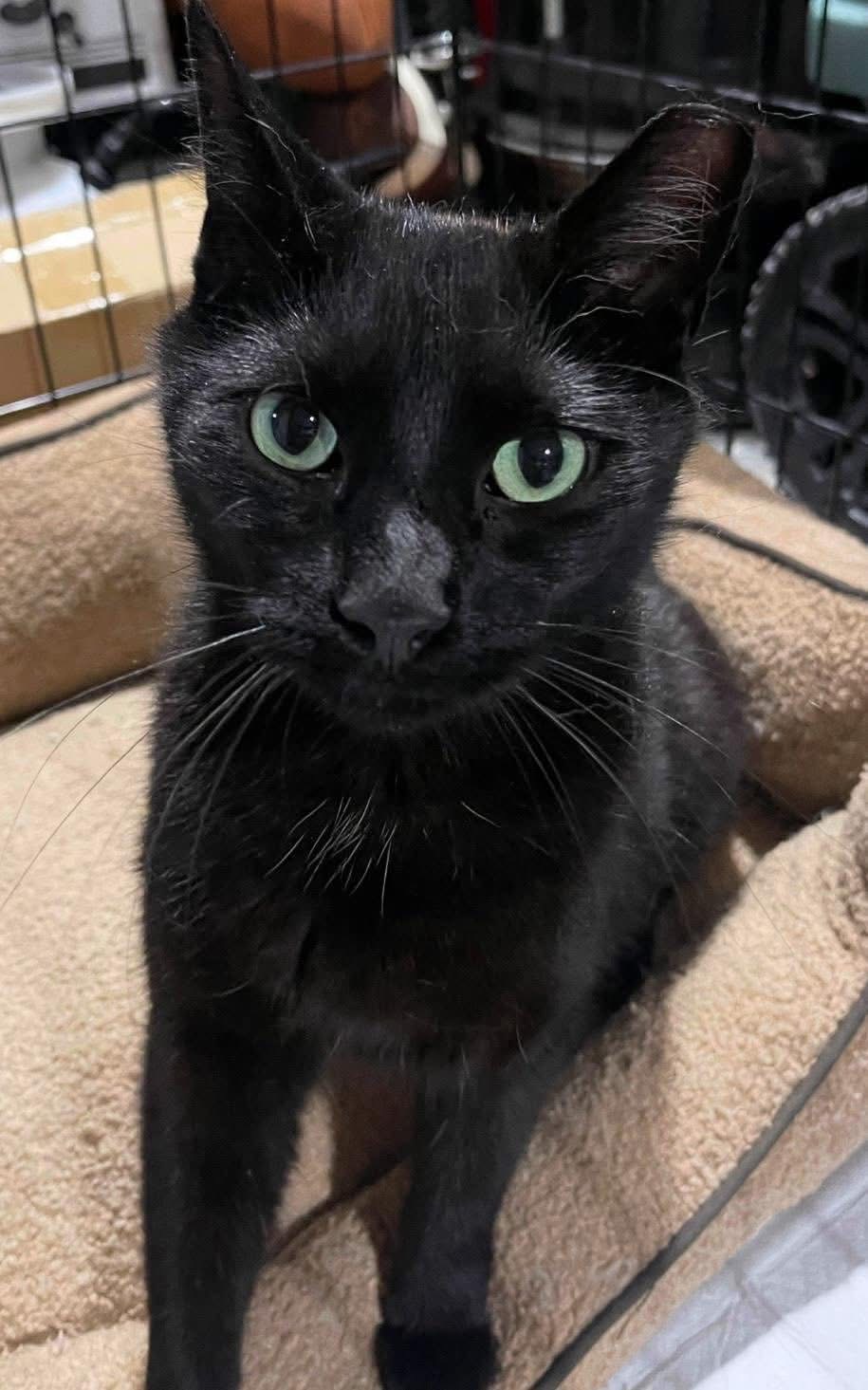 A precious holiday gift has arrived! 

Meet Angel, a captivating 2-year-old male cat with striking green eyes and soft, medium fur. 
Rescued from an outdoor colony by one of our dedicated volunteers, Angel is now thriving in his foster home. With no microchip and no previous owner coming forward, 
Angel is ready to discover his forever home. This charming cat gets along seamlessly with other felines and kittens, and he especially adores spending time with his foster brother Taco. 
Angel is engaged lounging under his first ever Christmas tree. 

Angel revels in human connection, melting hearts with his affectionate nature and soothing purrs whenever petted. As a skilled biscuit maker and playful companion, Angel is destined to bring so much joy to his future family. With his neutering, vaccinations, microchipping, and FIV/FELV-negative status complete, Angel is all set to embark on his new journey. If you're ready to welcome this lovely cat into your life, please submit an application online at https://www.statenislandhopeanimalrescue.org/applications/ (Courtesy/StatenIslandHopeRescue)