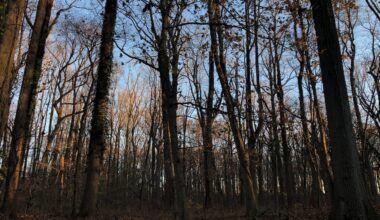 Staten Island weekend happenings: New Year hikes, family movies and more