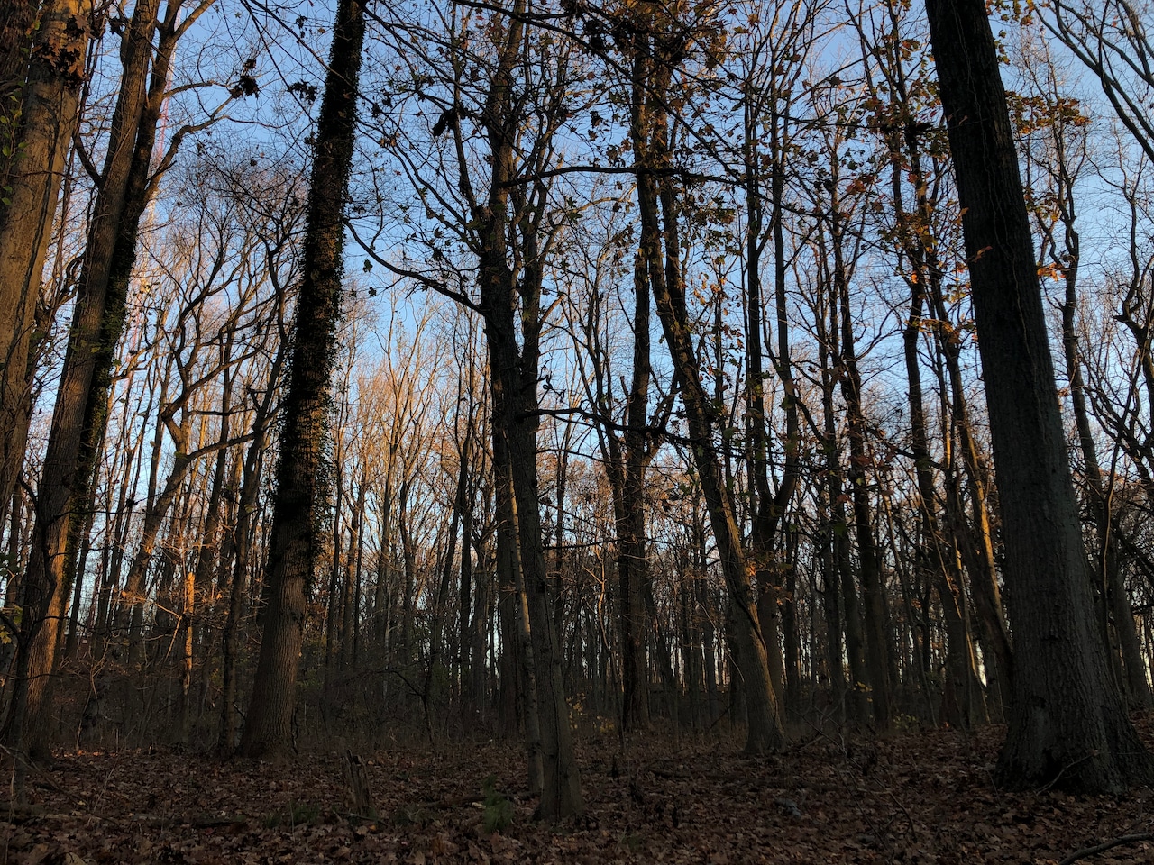 Staten Island weekend happenings: New Year hikes, family movies and more