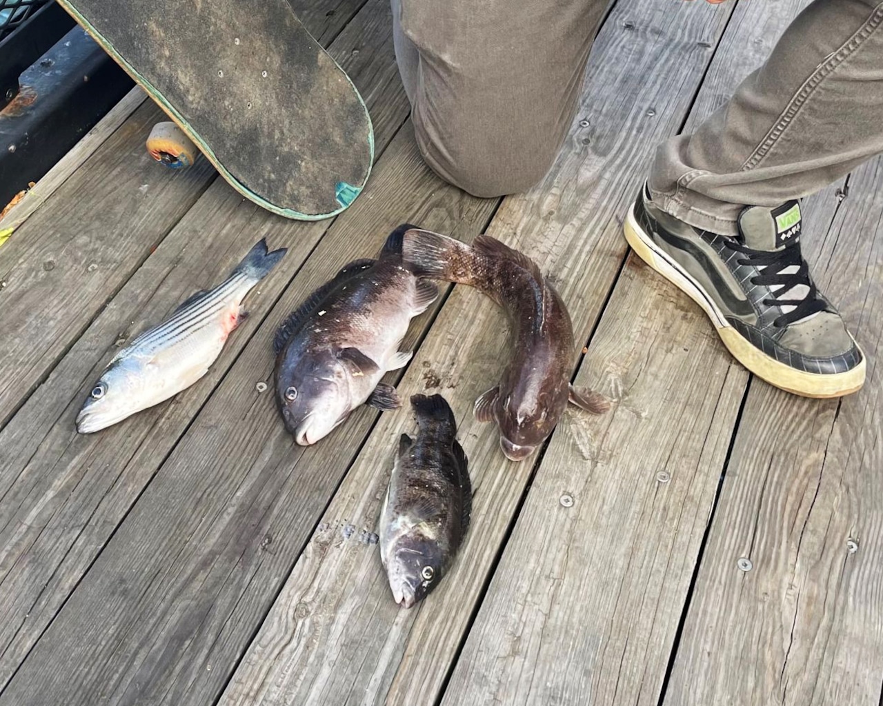 NYS DEC police report for Nov.-Dec. 2025