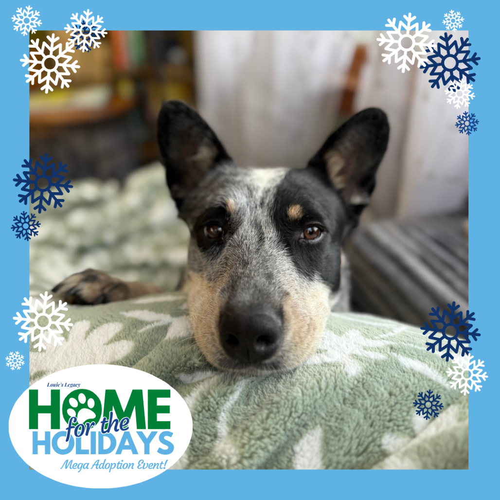 Come meet me and 100+ of my adoptable friends at Louie's Legacy Animal Rescue's MEGA adoption event, Home for the Holidays! Saturday, December 13th, 2025 at Paradise Island in Staten Island from 11 am - 3 pm!

Meet Misty! Misty is a five-year-old, 38-pound Blue Heeler.

Misty’s heart is as big as her personality! She’s affectionate, playful, and happiest when she’s close to her people—whether that means cuddling on the couch, giving gentle kisses, or enjoying playtime.

Misty is brilliant and eager to learn, mastering “sit” on her very first day. She’s completely housebroken, gets along wonderfully with other dogs, and although she can be a little shy at first, she warms up quickly with kindness and love. Misty lives to please and absolutely beams when told she’s a good girl.

True to her Heeler nature, Misty is intelligent, loyal, and thrives when she has something new to learn or do. She would love an adopter who will keep her mind and body active with adventures, training, or even a “job” to call her own.

Misty isn’t picky when it comes to toys or treats—every new toy and treat instantly becomes her favorite. If you’re searching for a devoted companion who will greet you with full-body wiggles, endless affection, and snuggles galore, Misty may be your perfect match!

Misty is currently being fostered in Ewing, NJ. Her adoption fee is $475.

Misty is a Patron Pup. Patron Pups have higher adoption fees due to varying reasons and are adopted quickly, even with these higher adoption fees. They may be purebred, a highly desirable breed, small in size fully grown, etc. These fees allow them to act as patrons to other pets in our care who may not be as adoptable, or have ongoing costs for medical care, contributing to a longer time in rescue, and therefore a higher cost for us to care for them. Patron Pups allow us to continue rescuing these other animals and give them a better chance at finding their forever homes as well.

To adopt this animal, please visit. https://www.louieslegacy.org/adopt (Courtesy/Louie’sLegacy)