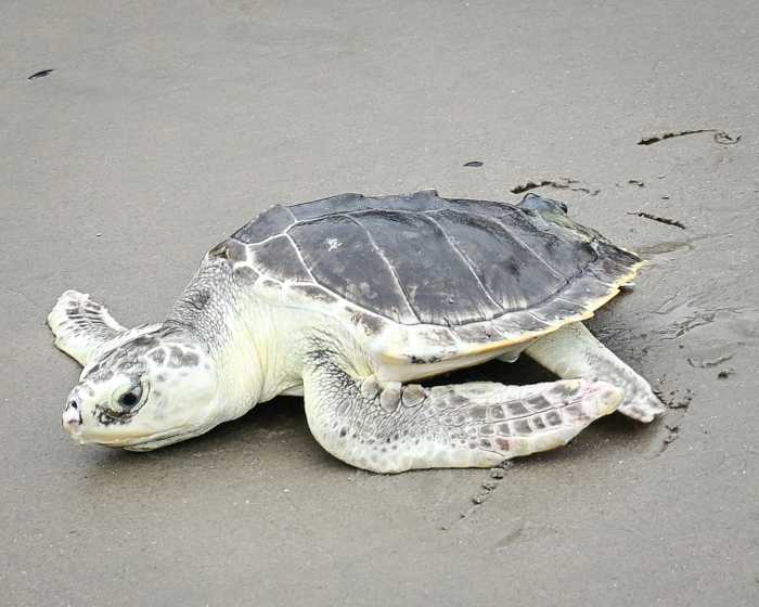 elton sea turtle returning to ocean