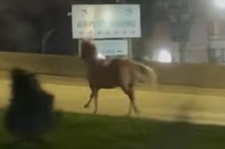 Watch: Escaped horse visits New York's JFK Airport