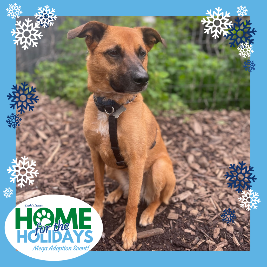 Come meet me and 100+ of my adoptable friends at Louie's Legacy Animal Rescue's MEGA adoption event, Home for the Holidays! Saturday, December 13th, 2025 at Paradise Island in Staten Island from 11am - 3pm!

Between Dec. 1st-15th, part of my adoption fee is sponsored! Thanks to the Bissell Pet Foundation's Empty the Shelters campaign, my new family can take me home for $70!

Meet Hailey! Hailey, affectionately nicknamed Lele, is a 4-year-old, 35-lb Shepherd mix with a bright mind, a loyal heart, and a big personality.

Her superpowers include her exceptional intuition and communication skills—she’s one of the most communicative dogs her foster has ever cared for. Lele is house-trained, leash-trained, and knows basic commands like sit, stay, lay down, and shake. She also excels with recall and will come to her foster every single time, even in distracting environments. She thrives on routine and structure, needing two active play or exercise sessions each day—and once her energy is out, she’s content to relax or nap until the next one.

Lele adores children and would thrive in a home with kids who can shower her with attention and playtime. She’s gentle, patient, and intuitive around little ones, making her a truly ideal family dog.

Lele has an incredibly warm and outgoing personality—she thrives on human connection and is always eager to make new friends. Her charm is undeniable: she’ll joyfully greet people by rubbing against their legs like a cat before flopping onto her back for belly rubs. Her quirky, affectionate greetings never fail to amuse, making her a wonderful match for adopters seeking a social, engaging, and delightfully spirited companion.

Hailey is currently being fostered in Elizabeth, NJ and her adoption fee is $425. To adopt this animal, please visit https://www.louieslegacy.org/adopt (Courtesy/Louie’sLegacy)