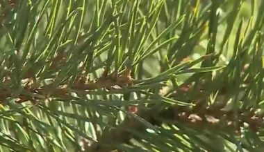 Emporia, Manhattan set Christmas tree recycling drop-offs