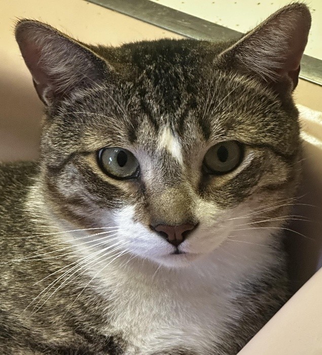 Meet Logan – The Gentle Hug-Seeker with a Heart of Gold 

Logan is a tender-hearted boy with a playful streak and a soul as deep as his beautiful eyes. He may start off a little shy, but give him a moment to settle in and you'll see his true colors shine—curious, joyful, and full of life. He loves to tumble and wrestle with his foster brother Bub, turning every day into a mini adventure. He’s the kind of cat who will sit beside you, gaze up with those big soulful eyes, and silently whisper: “Will you choose me?” 

Logan was born on February 7, 2022, is up to date with vaccines, neutered, negative for FIV / FELV, and microchipped. He can be seen in his foster home by appointment. (Courtesy/SICAW)
•	SICAW will be at PetSmart Saturday, December 13, 2025 from 2:30 to 5p.m. SICAW will be at Pet Smart Sunday, December 14, 2025  from 12 noon to 3pm. For more information contact SICAW at 718.948.5623, Mon-Sat 9am-8pm. (Courtesy/SICAW)