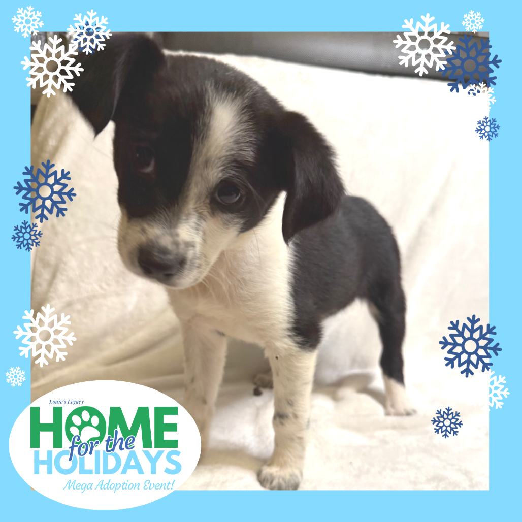 Come meet me and 100+ of my adoptable friends at Louie's Legacy Animal Rescue's MEGA adoption event, Home for the Holidays! Saturday, December 13th, 2025 at Paradise Island in Staten Island from 11am - 3pm!

Meet Champagne — a tiny spark of sweetness ready to brighten your new year!

Champagne is a 2-month-old, 4-pound terrier mix pup who is gentle, curious, and already showing a lovable, bubbly personality. After being found safely tucked beside mom Eve and her siblings on the side of a highway, Champagne has been thriving in foster care and learning that the world can be a warm, comforting place. She’s friendly with dogs, cats, and people, and enjoys soft playtime, cozy naps, and exploring new things at her own pace.

Potty training hasn’t started just yet due to her age, but Champagne is bright, eager, and expected to pick it up quickly with patient guidance. She’s anticipated to be small-to-medium full grown and is ready to bring a little sparkle and sweetness to the right forever home.

Champagne is currently being fostered in Middletown, NJ. Her adoption fee is $550.

To adopt this animal, please visit https://www.louieslegacy.org/adopt (Courtesy/Louie’sLegacy)