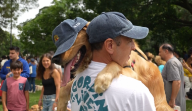 Record-breaking golden retriever gathering draws 2,397 dogs in Argentina – NBC New York