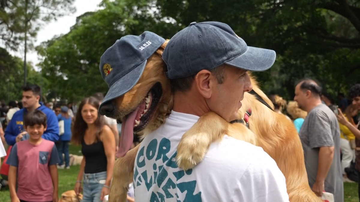 Record-breaking golden retriever gathering draws 2,397 dogs in Argentina – NBC New York