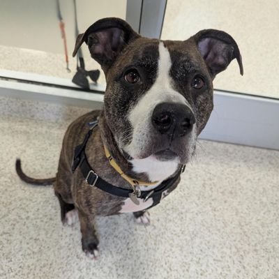 Meet Luna,

Lana forms deep connections with her people and shows her love in the coziest ways — her absolute favorite place to be is tucked right at your side. If you sit down, she’ll gently wiggle over, settle in and stay there for hours, perfectly content while she’s getting pets and feeling close to you. Her calm, loving presence makes her the perfect partner for slow mornings, quiet evenings and weekend movie marathons. When she’s not busy being the world’s best cuddle buddy, Lana loves to station herself at her favorite window perch. From there, she watches the lively city streets unfold below her — there’s something about that view that completely relaxes her. Her window perch is her favorite nap spot. Lana is also wonderfully bright and eager to learn. With tasty treats and enthusiastic praise, she picks up new tricks quickly and loves the challenge.
More information: Visit ASPCA.org/Adopt  to learn more and submit an application. (Courtesy/ASPCA)