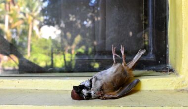 Should Bird Window Collision Deterrents be Mandatory in New York? » Fire Island News & Great South Bay News