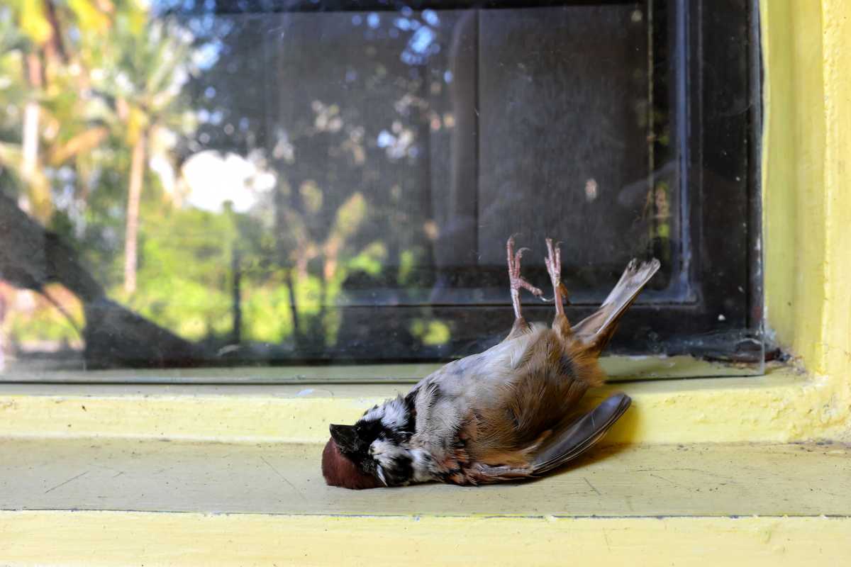 Should Bird Window Collision Deterrents be Mandatory in New York? » Fire Island News & Great South Bay News
