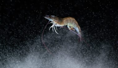 Quirky New Year’s Eve drops in the US – NBC New York