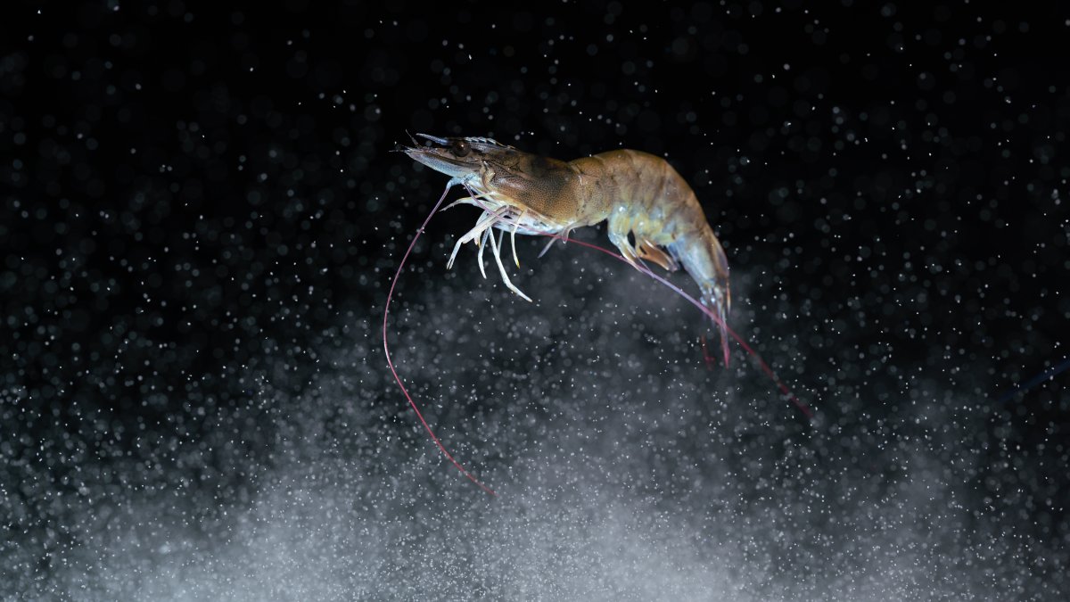 Quirky New Year’s Eve drops in the US – NBC New York