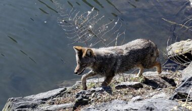 Coyote spotted in Central Park