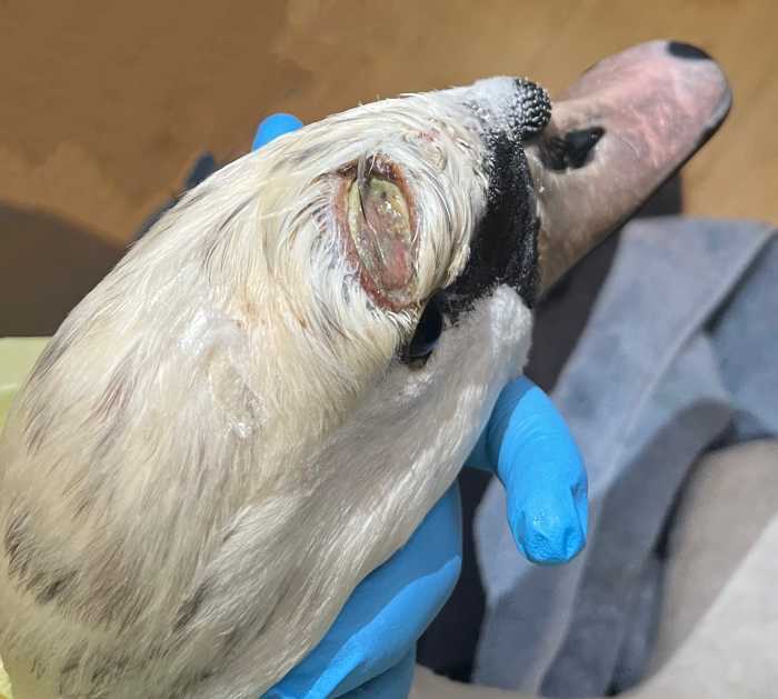 swan injury