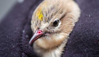 What to do with an injured bird in NYC