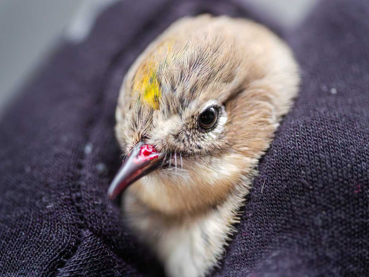 What to do with an injured bird in NYC