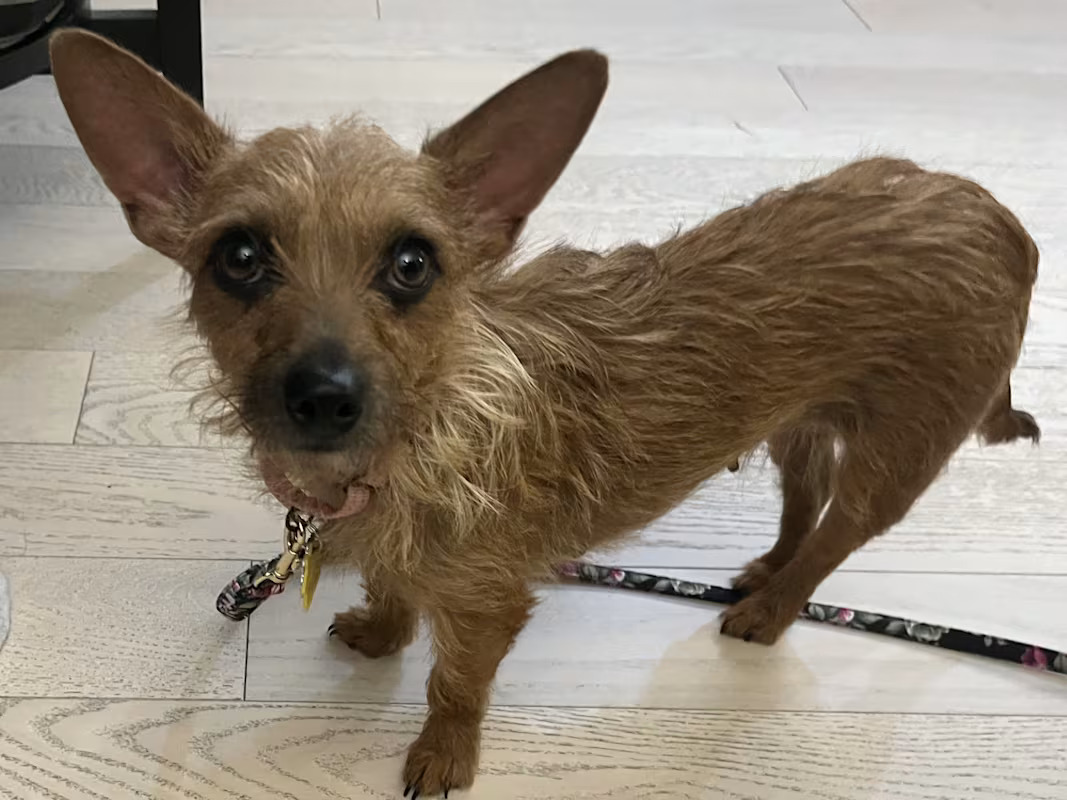 Meet Lara — a 2-year-old, just-under-10-pound scruffy terrier mix with a heart full of love and the softest, sweetest soul.

Lara is truly an angel. She’s quiet, gentle, and happiest when she’s curled up next to her person. A total snuggle bug, she LOVES cuddling, belly rubs, and giving sweet little kisses. If you’re home often and want a constant companion by your side (or on your lap), Lara is your girl.

She gets along beautifully with adults, and she coexists peacefully with other dogs. While she doesn’t play with her foster’s resident pup just yet, she’s perfectly content sharing space.

Lara is mostly a lazy, couch-potato type, though she enjoys a playful moment here and there with treat puzzles, snuffle mats, and activities that let her sniff and explore. She walks pretty well on a leash, sheds just a little, and doesn’t bark — a true gem for apartment living.

She’s doing great with her house training (she even pawed at her foster to go out!) and is learning to feel safe in a crate. She does fine in the crate if her person is in the room with her, but she gets anxious when left alone. Lara really wants to be near her human and thrives with someone who can offer closeness and reassurance.

She knows a couple commands like sit and come, travels fine in the car (though she’s not a fan of being zipped inside a carrier), and isn’t a resource guarder at all.

Lara spends most of her day quietly napping near her foster while they work — easy, calm, cuddly, and incredibly loving. If you’re looking for a small, soft-hearted companion to keep you company, snuggle you endlessly, and adore you with all she has, Lara is the perfect match.

If you would like to adopt this dog, please email rescue@pupstarzrescue.org or visit www.pupstarzrescue.org for an application!

www.pupstarzrescue.org
Please Follow us on Instagram: @pupstarzrescue
Like us on FaceBook! www.facebook.com/PupStarzRescue

PupStarz rescue cannot guarantee the breed, size, temperament or age of any dog. (Courtesy/PupStarz)