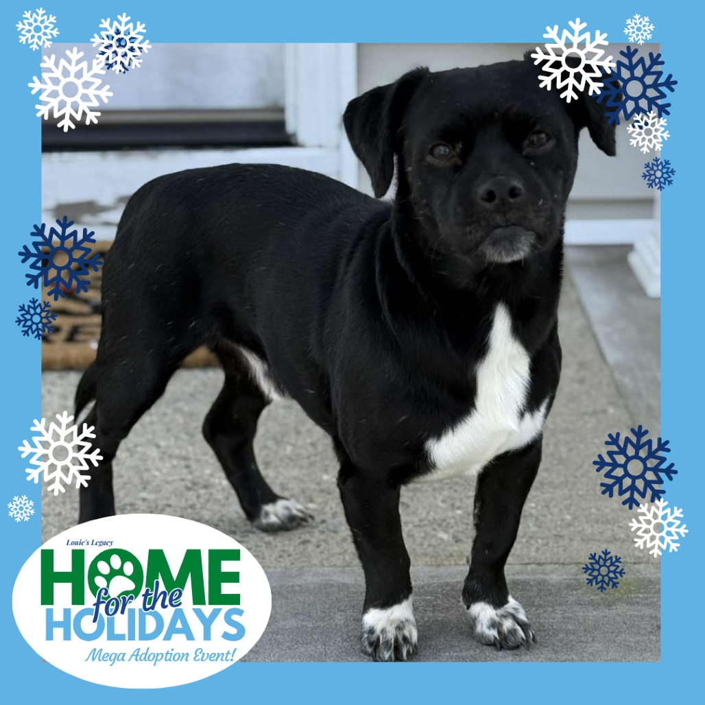 Meet Boozy Bourbon!

This 2-year-old, 15-pound chiweenie mix is the perfect blend of shy and sweet. He may be a little slow to open up, but once he does, he’s smoother than his namesake.

Since arriving, Boozy Bourbon has been quietly exploring his foster home with growing curiosity and confidence. He’s friendly with both dogs and cats, though he prefers to keep things low key, often choosing the comfiest bed in the room to curl up and supervise life from his cozy throne. He’s a peaceful little gentleman who hasn’t made a peep but loves a good couch session and TV marathon with his favorite humans.

Boozy would love a calm home where he can continue to blossom, and a fenced-in yard would be a bonus for his gentle adventures and sun-soaking sessions.

Fun fact: Boozy’s also known for his famous apple pie recipe. He’s happy to bring one along if you’ll let him be part of your family’s Thanksgiving traditions. Just don’t ask for the secret ingredient: he’s sworn to keep it under wraps.

If you’re searching for a calm and gentle companion who finds joy in the simple things like a soft blanket, a warm spot, and a loving heart, Boozy Bourbon is your guy.
Boozy Bourbon is currently being fostered in Middletown, NJ. His adoption fee is $550.

To adopt this animal, please visit https://www.louieslegacy.org/adopt (Courtesy/Louie’sLegacy)