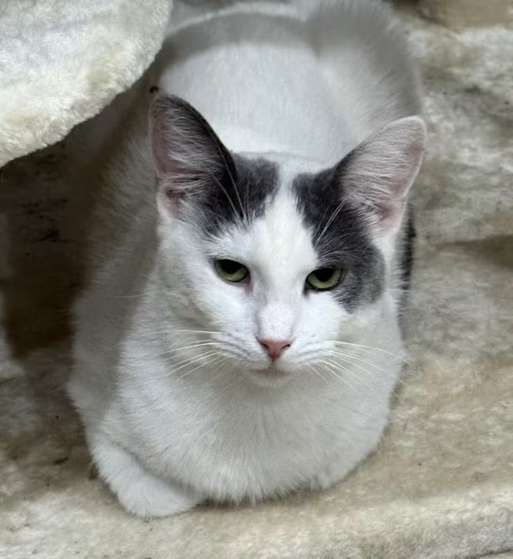 Meet Naya! This kitty is a wonderful DSH who is 8 months old and weighs 6 pounds.

If you would like to give this wonderful cat a home, please email rescue@pupstarzrescue.org or visit www.pupstarzrescue.org for an application!

www.pupstarzrescue.org
Please Follow us on Instagram: @pupstarzrescue
Like us on Facebook! www.facebook.com/PupStarzRescue
(Courtesy/PupStarz)