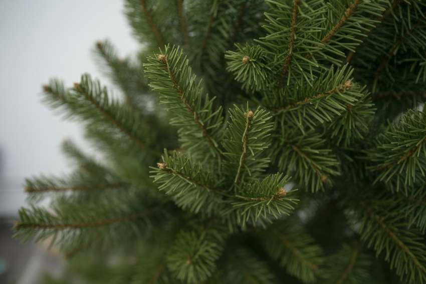 Join the &lsquo;christmas on skillman&rsquo; festival in queens, usa, hosted by sunnyside reformed church, celebrating the season with local businesses, crafts, and festive activities.