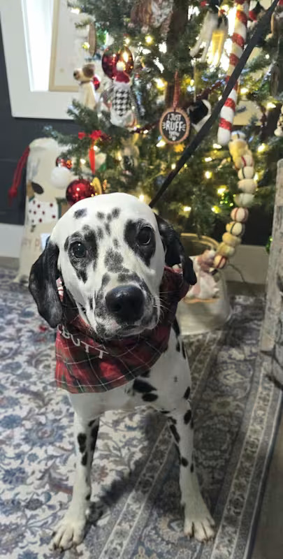 Meet Henry, a 3-year-old, 48-pound, wonderful Dalmatian who was recently rescued from a hoarding situation. He gets along well with other dogs.

If you would like to adopt this dog, please visit email rescue@pupstarzrescue.org or visit www.pupstarzrescue.org for an application!

www.pupstarzrescue.org
Please Follow us on Instagram: @pupstarzrescue
Like us on FaceBook! www.facebook.com/PupStarzRescue

PupStarz Rescue cannot guarantee the breed, size, temperament, or age of any dog. (Courtesy/PupStarz)