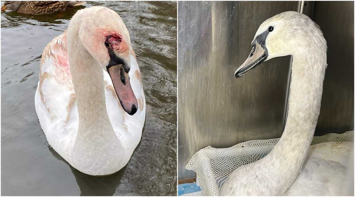 Beloved Prospect Park swans rescued after suspected off-leash dog attack • Brooklyn Paper