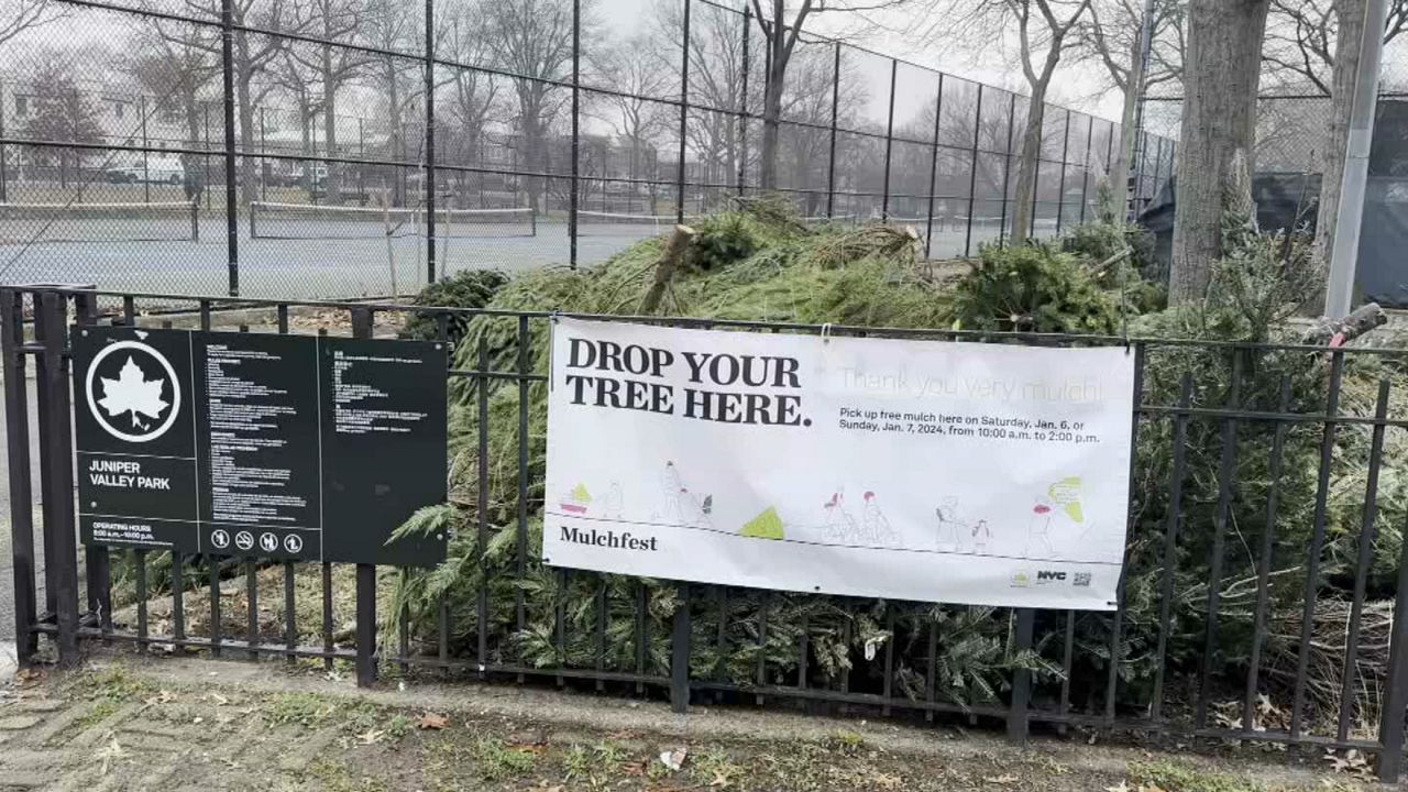 From now through Sunday, Jan. 11, anyone with a live tree can bring it to a designated park or drop-off site during park hours to be recycled. (Spectrum News NY1)