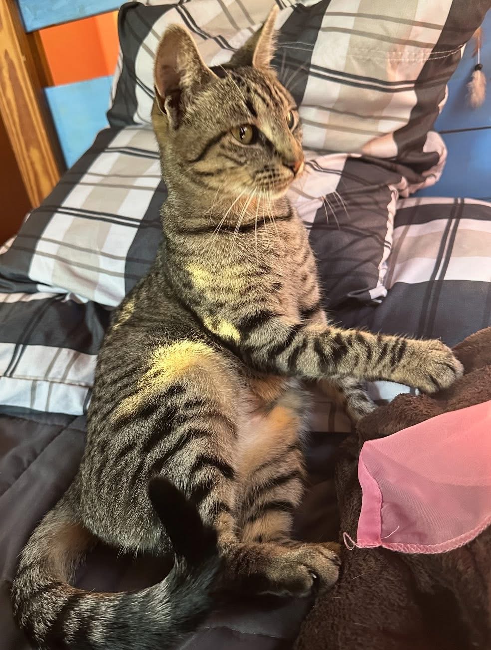 Meet Cleopatra, affectionately known as Cleo, a stunning three-year-old female tabby with a heart of gold. 

Cleo's incredibly loving personality shines bright, thanks to her resilient spirit. Once a cherished house cat, Cleo was unfortunately abandoned outdoors when her family relocated. Fortunately, we were able to welcome her into our rescue and place her with a wonderful foster family. 


Cleo is now thriving in her foster home, showing her beautiful personality and affectionate nature. She adores human interaction, often rubbing against legs and snuggling on laps. 
Cleo's playful side is also emerging, as she enjoys exploring her new tunnel and learning to play with toys. 

Her foster family reports that she demands attention with a regal gaze, reminiscent of a princess. 
Cleo also loves chin and ear scratches, land birdwatching through the window. Cleo loves to lay on her foster dad‘s laptop and has changed his password a couple of times  Cleo is slowly being introduced to the resident cat in her foster home to evaluate how she is with other cats due to her history being a mystery. Cleopatra is ready to shine in her forever home.
She is vaccinated, spayed, microchipped, and FIV/FELV negative. 

If you're ready to welcome Cleo into your life, please apply online to meet and adopt this lovely lady.

https://www.statenislandhopeanimalrescue.org/applications  (Courtesy/StatenIslandHopeRescue)