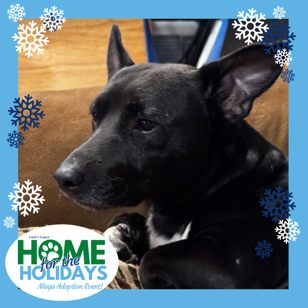 Come meet me and 100+ of my adoptable friends at Louie's Legacy Animal Rescue's MEGA adoption event, Home for the Holidays! Saturday, December 13th, 2025 at Paradise Island in Staten Island from 11am - 3pm!

Meet Milk & Cookie! Milk & Cookie is a 1 year old, 18 pound Chiweenie. This little man is the perfect blend of shy and sweet! It takes him a little time to warm up, but he’s definitely worth it.

Milk & Cookies has been the perfect house guest; he’s quiet and mostly keeps to himself. When you’re busy, he will find a quiet corner and curl up or watch you from a distance. He’s never underfoot!

When you’re relaxing, he will sit on the couch and receive pets. He’s not a huge snuggler right now, but given time and patience he may continue to come out of his shell and be a true little love!

Since arriving at his foster home, he has not had one potty accident and will use pee pads in the home if need be. He has quickly folded into the pack in his foster home - making friends with the other dogs in the home quite quickly!

If you’re looking for a small and quiet companion, come meet the Milkman today!

Milk & Cookie is currently being fostered in Staten Island, NY. His adoption fee is $550.

To adopt this animal, please visit https://www.louieslegacy.org/adopt (Courtesy/Louie’sLegacy)