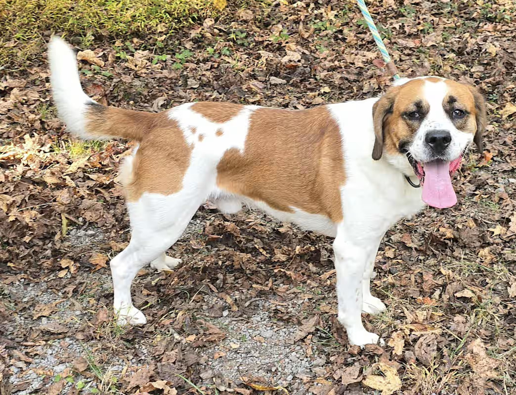 Meet Beethoven, a 3-year-old, 57-pound, wonderful St. Bernard mix. He is friendly and gets along with other dogs well!

If you would like to adopt this dog, please email rescue@pupstarzrescue.org or visit www.pupstarzrescue.org for an application!

www.pupstarzrescue.org
Please Follow us on Instagram: @pupstarzrescue
Like us on Facebook! www.facebook.com/PupStarzRescue

PupStarz rescue cannot guarantee the breed, size, temperament, or age of any dog.
(Courtesy/PupStarz)