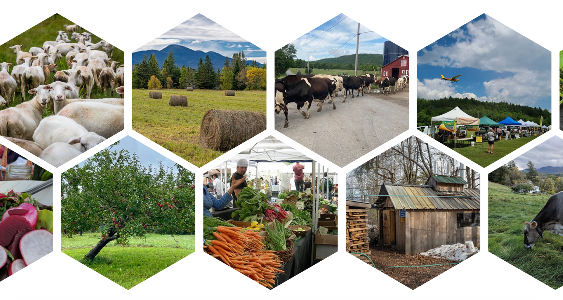 Adirondack food network plans agricultural service provider gathering, food justice summit